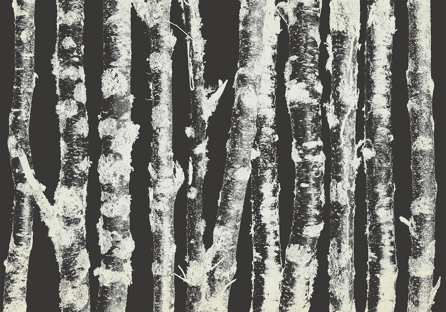 Wall Mural - Stately Birches - Second Variant