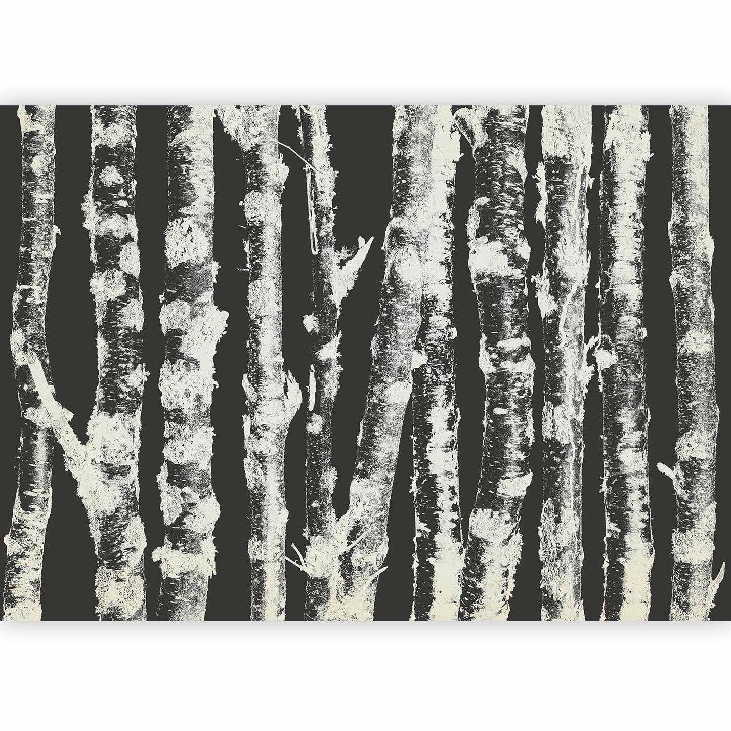 Wall Mural - Stately Birches - Second Variant