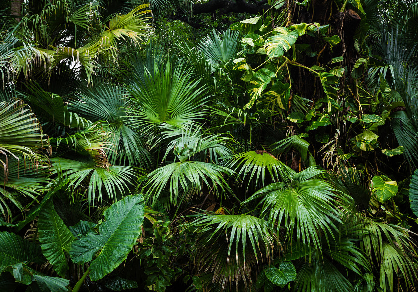Wall Mural - Sunny Jungle
