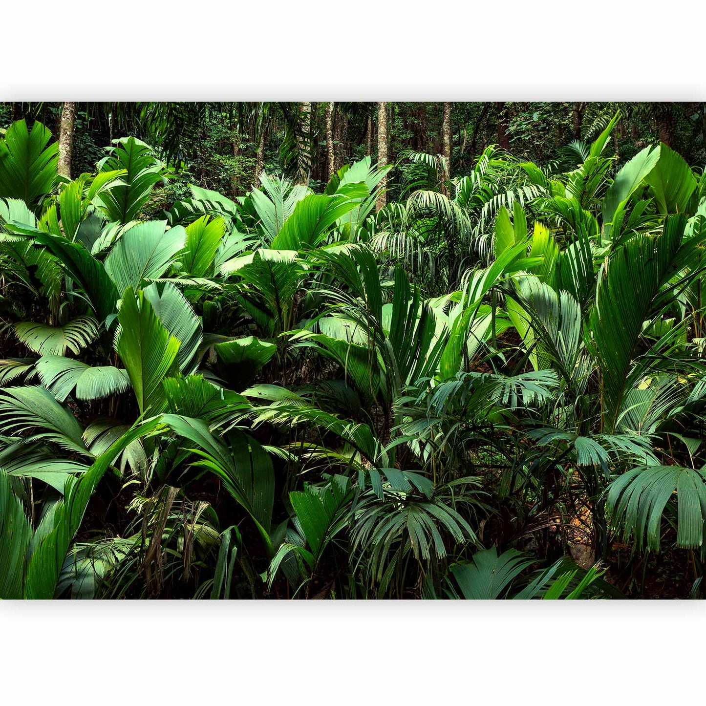 Wall Mural - Freshness of the Jungle