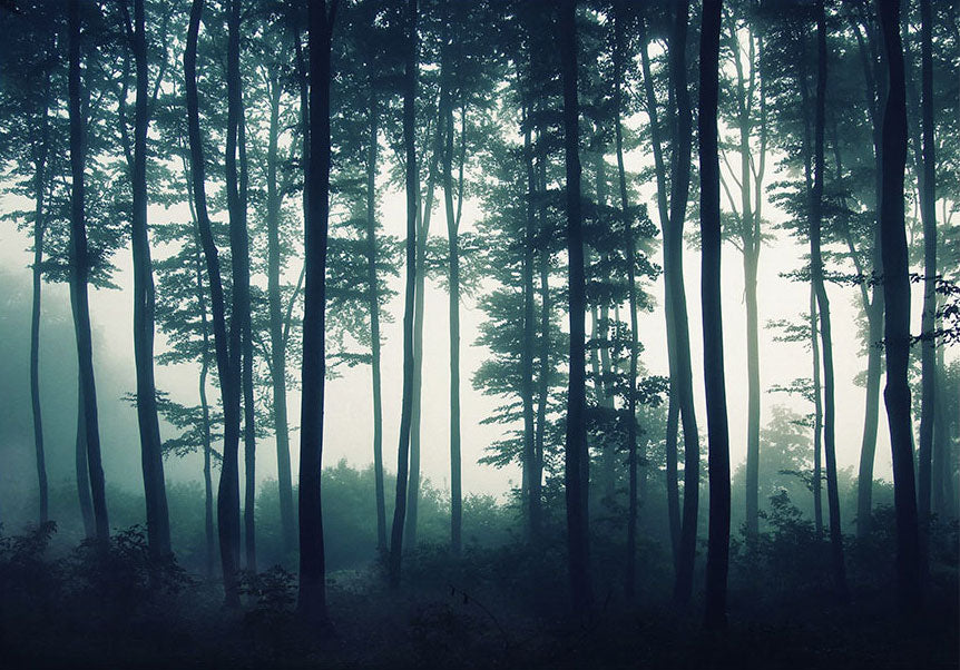 Wall Mural - Dark Forest