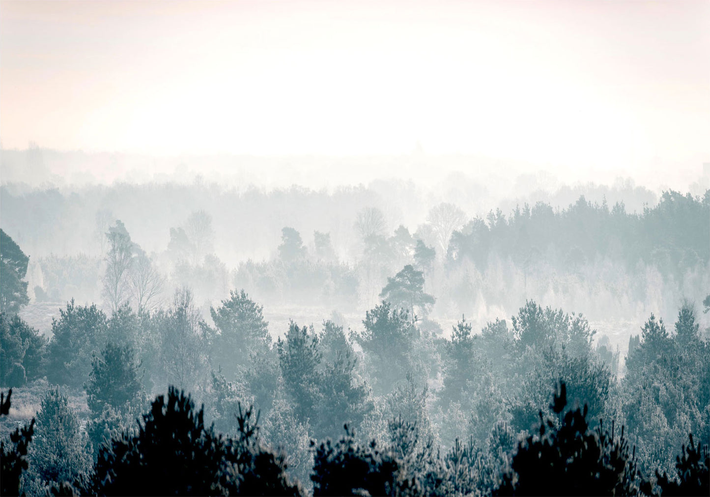 Wall Mural - Winter Forest