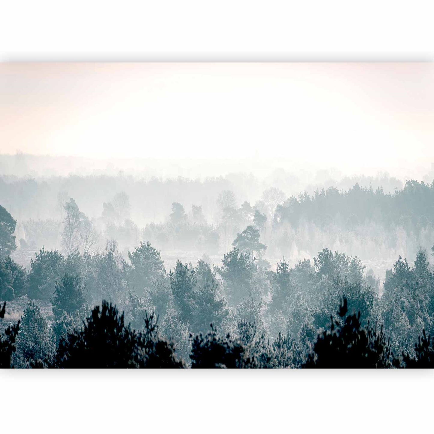 Wall Mural - Winter Forest