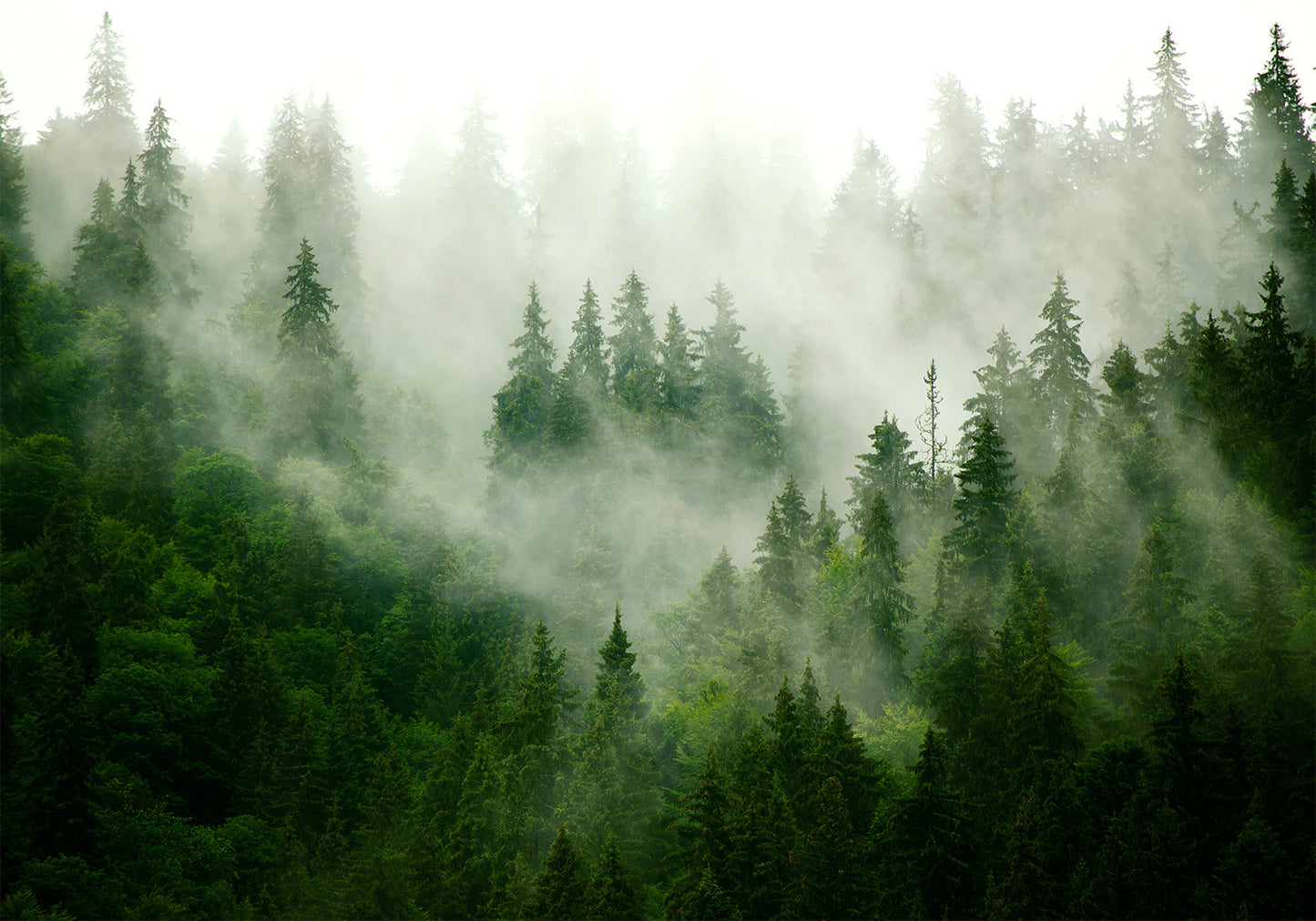 Wall Mural - Mountain Forest (Green)