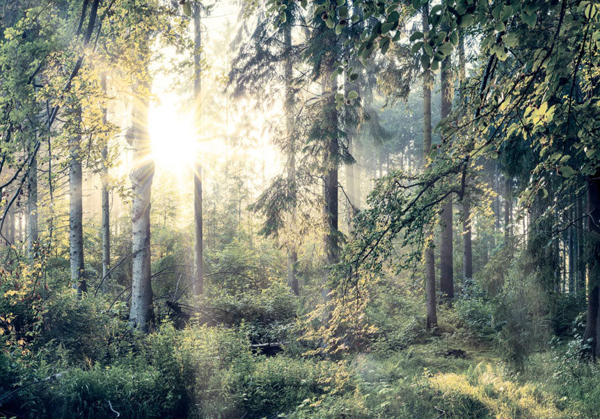 Wall Mural - Tales of a Forest