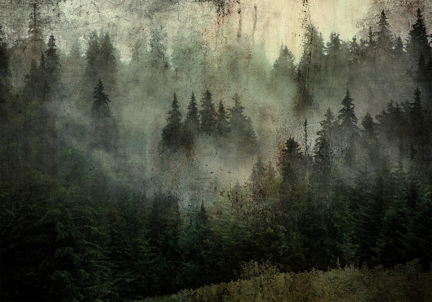 Wall Mural - Misty Beauty of the Forest