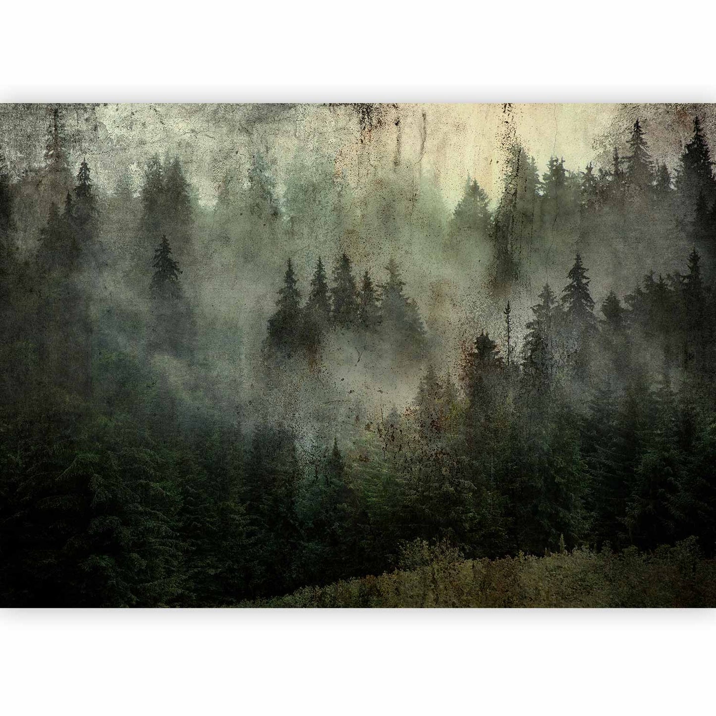 Wall Mural - Misty Beauty of the Forest