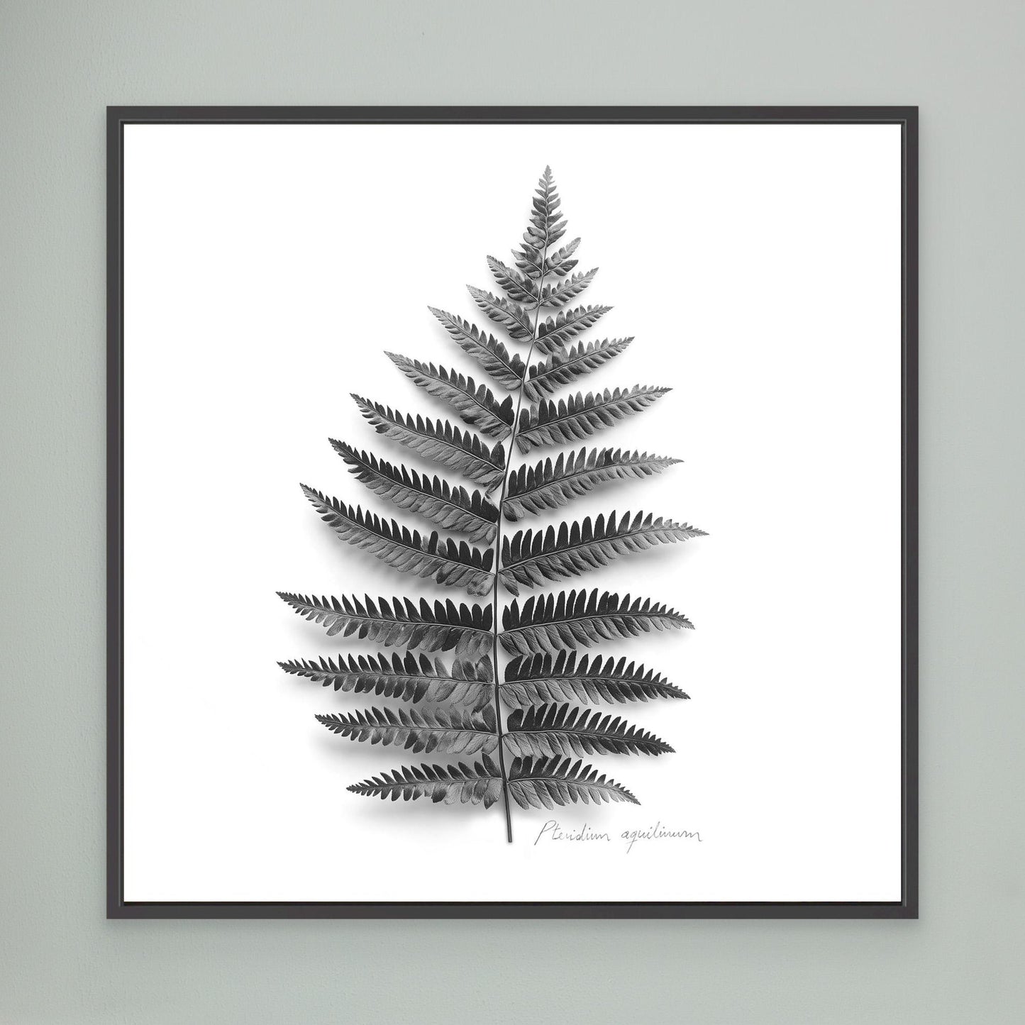 Tryptic part 2. Pteridium aquilinum