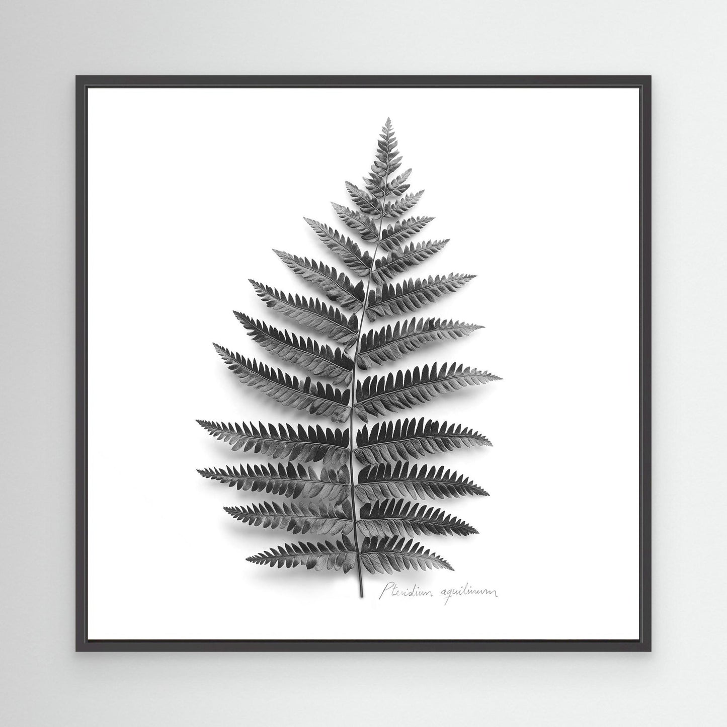 Tryptic part 2. Pteridium aquilinum
