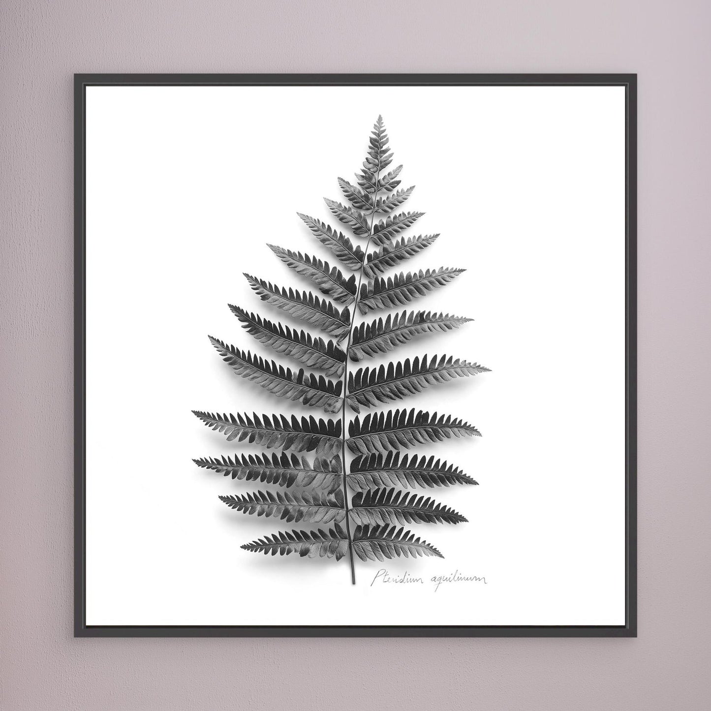 Tryptic part 2. Pteridium aquilinum