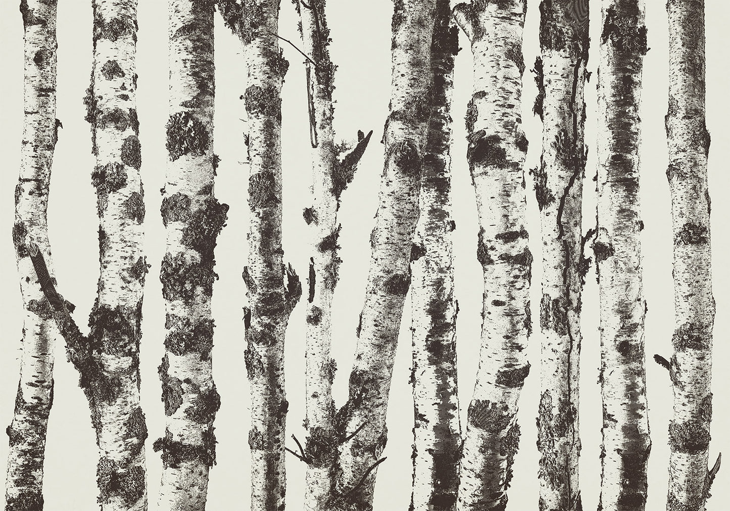 Wall Mural - Stately Birches - First Variant