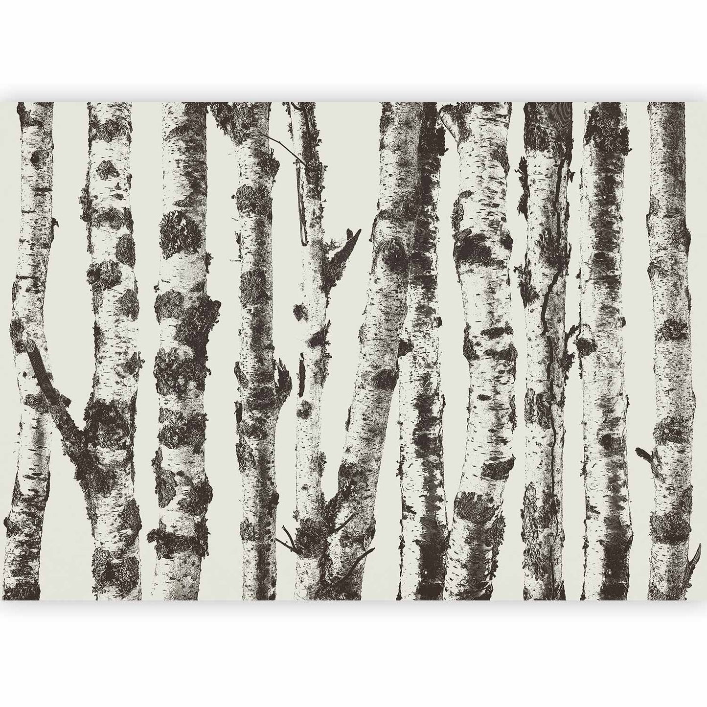 Wall Mural - Stately Birches - First Variant