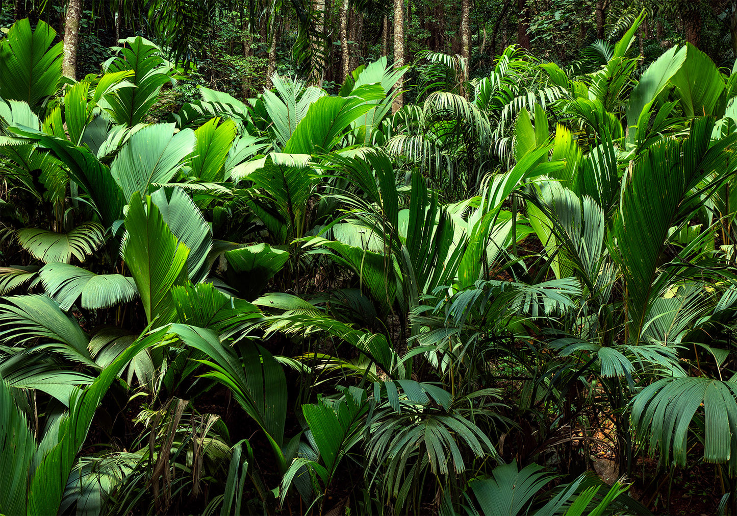 Wall Mural - Freshness of the Jungle