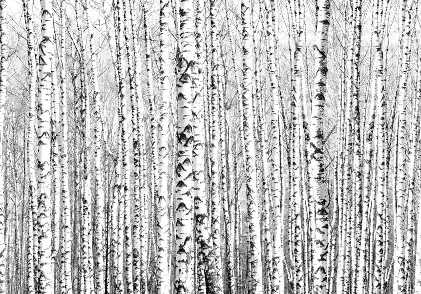Wall Mural - Birch forest