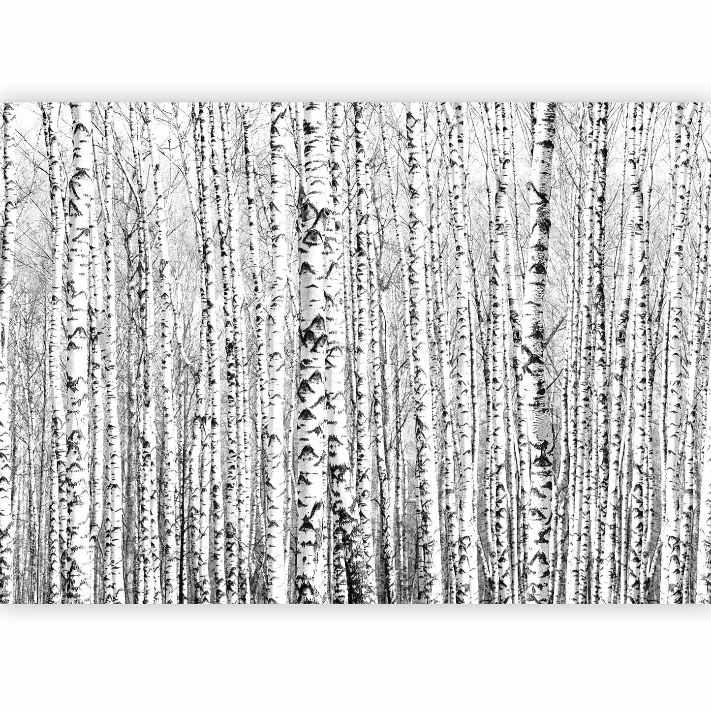 Wall Mural - Birch forest
