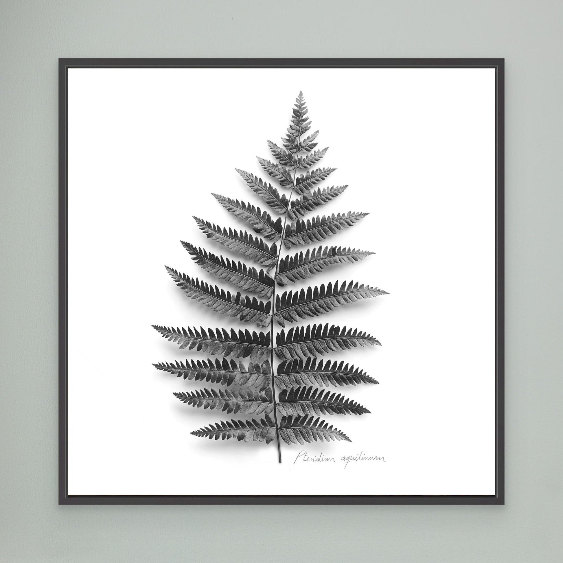 Tryptic part 2. Pteridium aquilinum