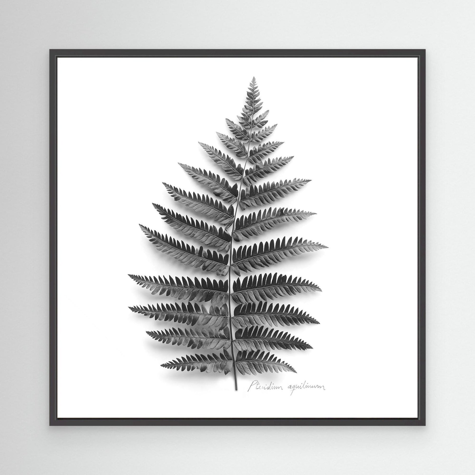 Tryptic part 2. Pteridium aquilinum