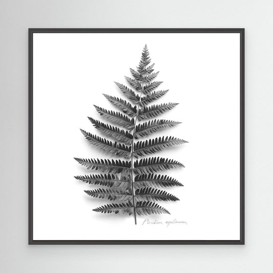 Tryptic part 2. Pteridium aquilinum
