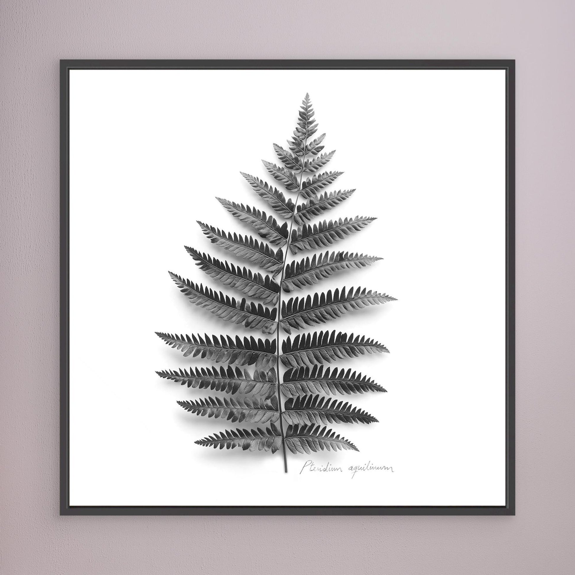 Tryptic part 2. Pteridium aquilinum